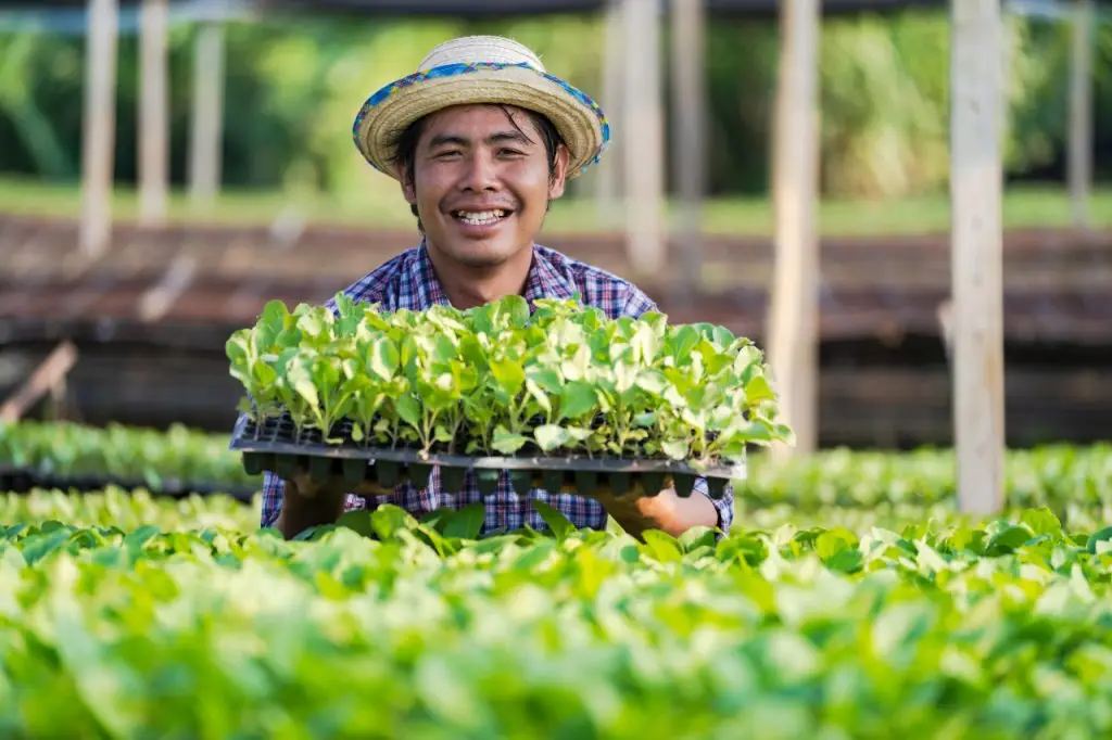Hydroponik Salatfarmer