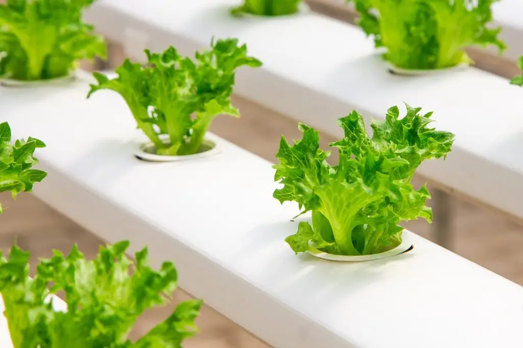 10 ultimative tipps für den einstieg in die hydroponik: alles, was du wissen musst Hydroponik Nährstoff Film Technik NFT, auch hydroponische Nutrient Film Technique