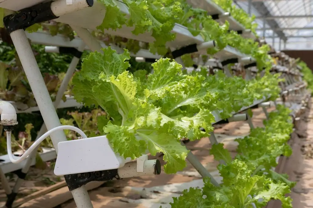 das nft-system: eine einführung in die nährstoff film technik für die hydroponik Frischer Salat im NFT-System einer Hydroponik-Anlage in einem Gewächshaus, das optimale Wachstumsbedingungen bietet.