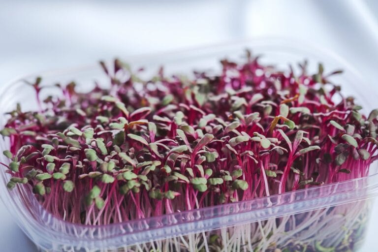 Hydroponik Amaranth Microgreens in Plastikschale