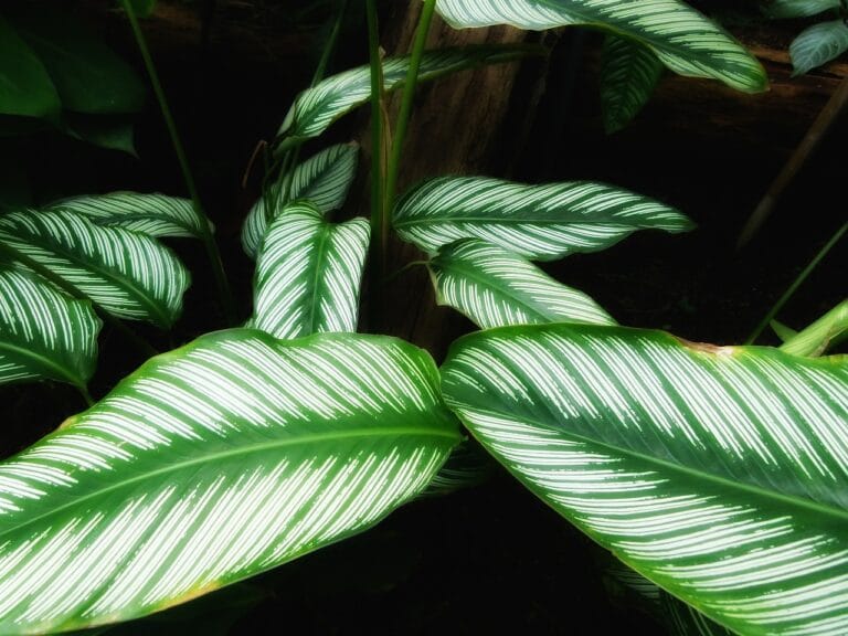 Calathea in der Hydroponik