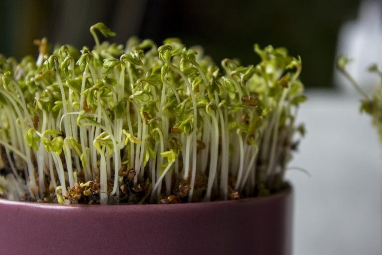 Hydroponik Kresse Microgreen Sprösslinge in Schale