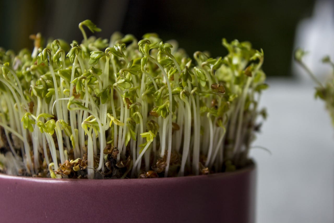 Hydroponik Kresse Microgreen Sprösslinge in Schale