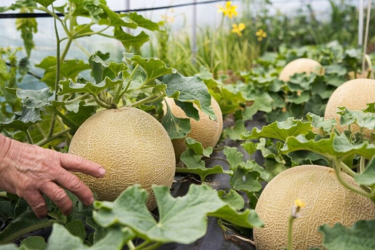 Hydroponik Melonen Anbau