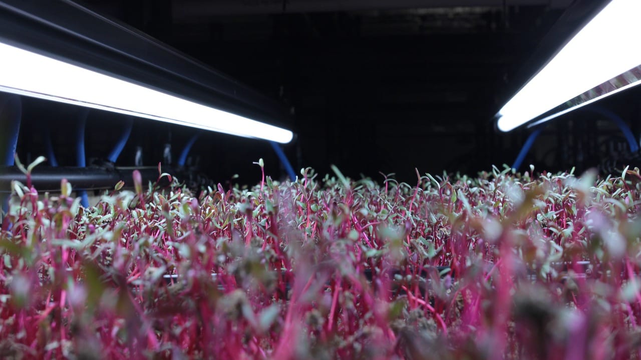 Hydroponik Radieschen Microgreen Sprösslinge