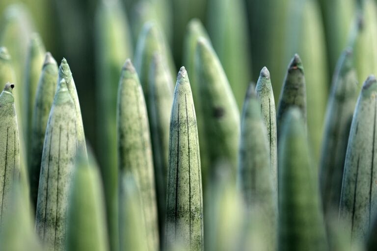 Sansevieria in der Hydroponik