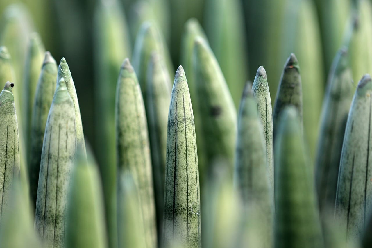 Sansevieria in der Hydroponik