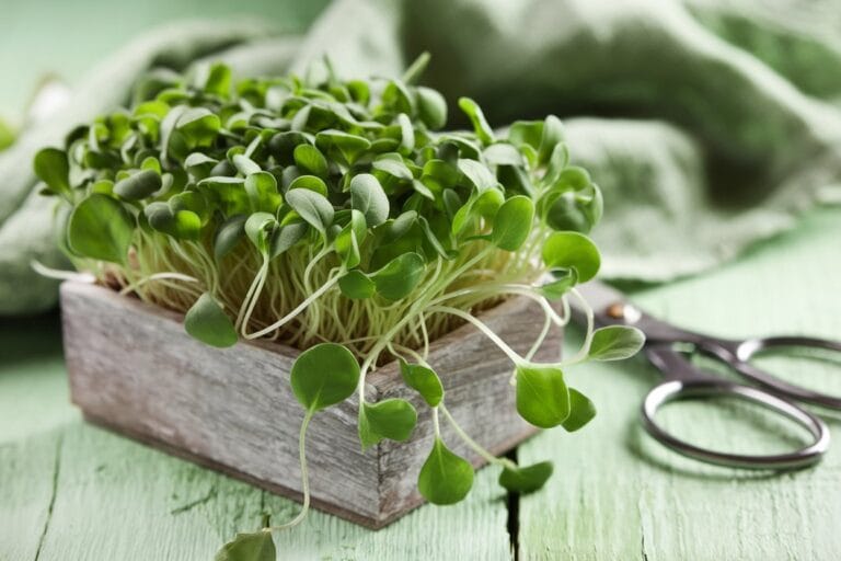 Hydroponik Sonnenblumen Microgreens in Holzschale