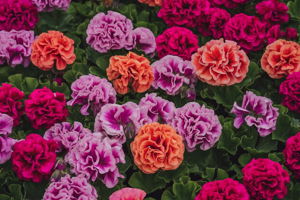 Geranien in der Hydroponik