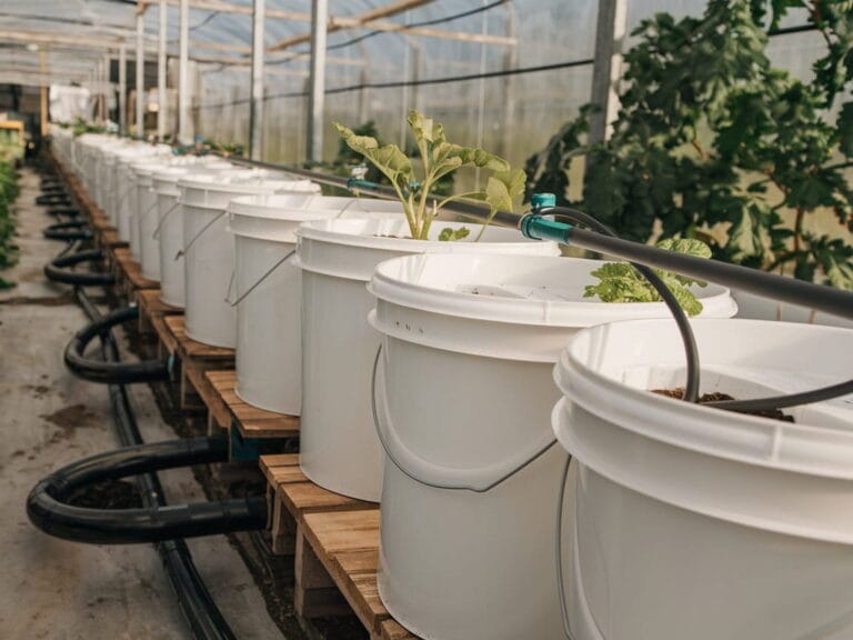 hydroponics dutch bucket greenhouse setup