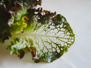 Close-up of a hydroponic lettuce leaf with translucent spots, showing light passing through the affected areas, contrasted against the healthy green sections, highlighting the symptoms of stress or nutrient imbalance.